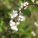 Arborix Symphoricarpos Doorenbos 'White Hedge' - Sneeuwbes 50-60 cm in pot
