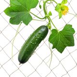 Relaxdays klimnet planten - jute - klimplanten - 2x5 m