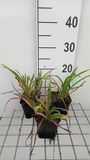 Groendecor Tuinarchitectuur 6x Hemerocallis hybr. 'Pardon Me' | pot 9x9 cm