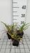 Groendecor Tuinarchitectuur 6x Hemerocallis hybr. 'Pardon Me' | pot 9x9 cm