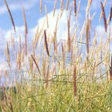Arborix 6 x Pennisetum Incomptum - Lampepoetser - pot 9 x 9 cm - Sierlijk Borstelveergras voor een Elegante Tuin