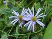 GRDplanten Groendecor Tuinarchitectuur 6x Aster - Aster frik. 'Mönch' | 9x9 cm pot