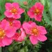 Arborix Fragaria 6 x Pink Panda - Sieraardbei Pot 9x9 cm - Roze Bloeiende Bodembedekker
