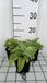 GRDplanten Salie 6x Salvia verticillata 'Alba' - Stermos - pot van 9 x 9 cm