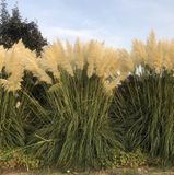 GRDplanten 6x Pampasgras - Cortaderia Selloana | 9x9 cm pot