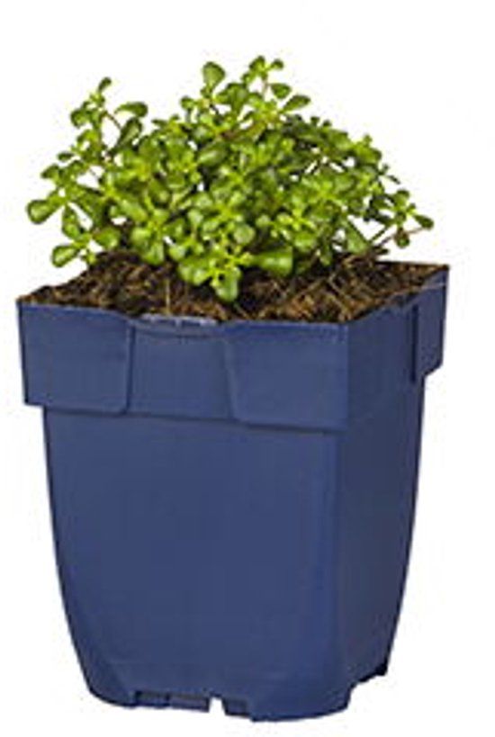 Griffioen Sedum oreganum