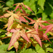 Érable japonais (Acer palmatum "Little Princess") arbuste - 40-50 cm - 1 pièce