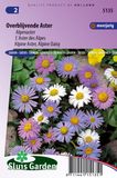 Merkloos / Sans marque Sluis Garden Alpenaster (Aster alpinus)