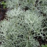 Arborix Artemisia 'Powis Castle' - Bijvoet pot 9x9 cm