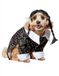 Rubies Wednesday Addams Leuke en schattige huisdier kostuum jurk en pruik voor themafeesten en Halloween, X-Large