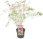 Plantenwinkel.nl Acer palmatum 'Taylor' - Japanse esdoorn - Roze Groen - 30/40 cm - 19cm Ø pot