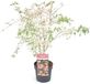 Plantenwinkel.nl Acer palmatum 'Taylor' - Japanse esdoorn - Roze Groen - 30/40 cm - 19cm Ø pot