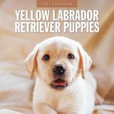 Red Robin Labrador Retriever Blond Puppies Kalender 2027 Wandkalender