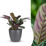 Green boutiQ Ctenanthe Burle Marxii Visgraatplant - 1 Plant - met Potter Grijs - Pot 12cm - Hoogte - 30cm