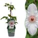 Green boutiQ Clematis Juffrouw Bateman - Clematis Miss Bateman - Wit - Klimplant - Ø9cm - 35cm