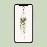 Merkloos / Sans marque Everspring Ceropegia Woodii Hang - Ø14cm - 50cm