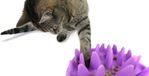 Northmate Karlie Flamingo Catch - Paars - Slow Feeder Voerbak voor Katten