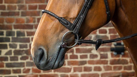 Dy'on D Collection Leather Covered Rope Noseband - Black - Cob