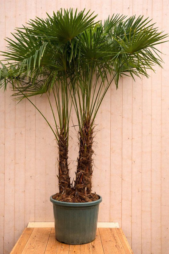 Warentuin natuurlijk - Chinese waaierpalm Trachycarpus fortunei 300 cm