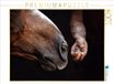 CALVENDO Puzzel Paardenmul kussen vogelbaby | 1000 stukjes legformaat 64 x 48 cm foto-puzzel voor gelukkige uren