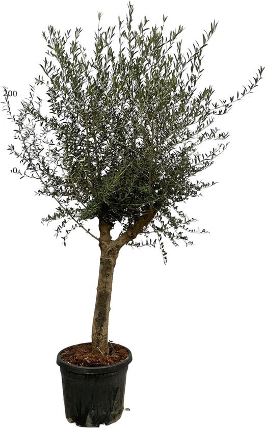 Olea Lorc - 220 cm - Ø45cm