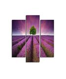 Homemania Muurfoto, paars, 3 stuks, natuur en landschappen per woonkamer, slaapkamer, meerkleurig, 57 x 0,3 x 60 cm, HM203MDF45, MDF