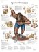 3B Scientific Gelamineerd leerbord - sportblessures