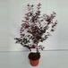Plantenwinkel.nl Japanse esdoorn (Acer Palmatum "Atropurpureum") - 80-100 cm - 1 stuks