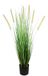 Kunstgras vossenstaart in graspot, kunstgras, decoratief gras, groene planten, grasdecoratie, panicoideae harige gierst, zacht gras, Setaria