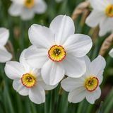 Green boutiQ - 20x Narcissus Recurvus - Witte fakkelnarcis - Wit - Voorjaarsbloeier - Bolmaat 12/14