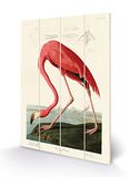 John James Audubon SW12759A afbeelding op hout, 40 x 59 cm (AAmerikaanse flamingo), meerkleurig, 40 x 59 x 1,2 cm