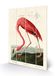 John James Audubon SW12759A afbeelding op hout, 40 x 59 cm (AAmerikaanse flamingo), meerkleurig, 40 x 59 x 1,2 cm