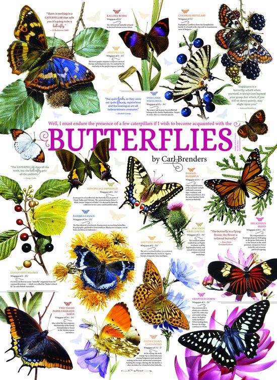 Cobble Hill : Butterfly Collection 1000 verticale puzzel