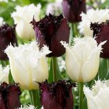 Green boutiQ - 15x Tulipa Breakdance mix Tulpenbollen