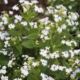 Brunnera Macrophylla 'Betty Bowring' - Forget-me-not du Cap pot 9x9cm