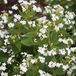 Arborix Brunnera 3 x Brunnera Macrophylla 'Betty Bowring' - Kaaps-Vergeet-Me-Nietje pot 9x9cm