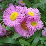Arborix Erigeron 6 x Erigeron 'Rosa Jewel' - Fijnstraal Pot 9x9 cm - Roze Zomerbloeier
