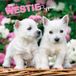 West Browntrout Publishers West Highland White Terrier Puppies - Westie Puppies - West Highland White Terrier Welpen - Westie Welpen 2027 - 16-Monatskalender
