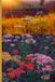 How Independently Published How to grow Yarrow flowers for beginners