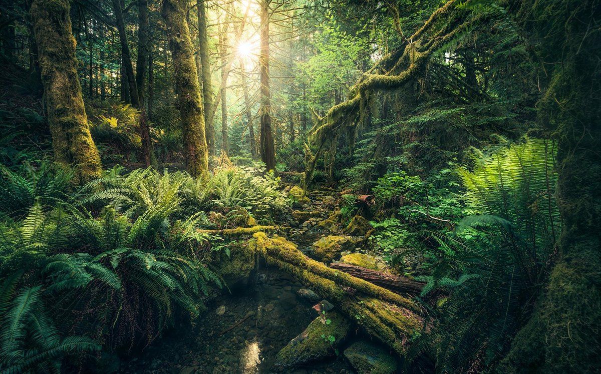 KOMAR Elves Cathedral Vlies Fotobehang 450x280cm 9-banen