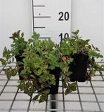 GRDplanten Groendecor Tuinarchitectuur 6x Sedum spur. 'Purpurteppich'