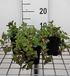 GRDplanten Groendecor Tuinarchitectuur 6x Sedum spur. 'Purpurteppich'