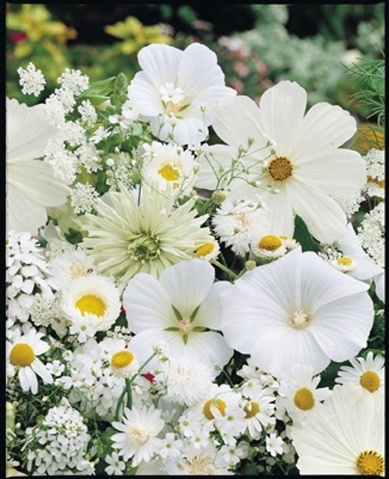 veldbloemenonline.nl Veldbloemen Witte tinten 1 kilo