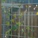 Intergard Betongaas betonmat schutting vuurverzinkt hedera 2x3m 5/150mm