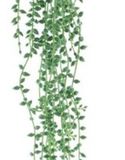 Erutan avon Hanging senecio spray green 86 cm