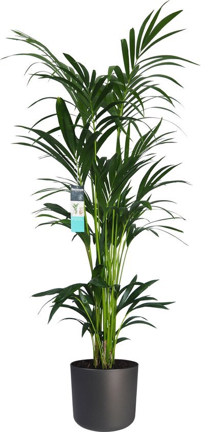Kentia Palm XL in ELHO B.for pot (antraciet) - Hoogte ↕ 160cm - Pot ∅ 25cm