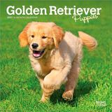 Golden Browntrout Golden Retriever Puppies 2027 7 X 14 Inch (Hanging) Monthly Mini Wall Calendar