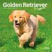 Golden Browntrout Golden Retriever Puppies 2027 7 X 14 Inch (Hanging) Monthly Mini Wall Calendar