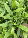 GRDplanten Groendecor Tuinarchitectuur 6x Tongvaren - Asplenium scolopendrium (phyllitis scol.) | 9x9 cm pot