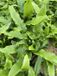 GRDplanten Groendecor Tuinarchitectuur 6x Tongvaren - Asplenium scolopendrium (phyllitis scol.) | 9x9 cm pot